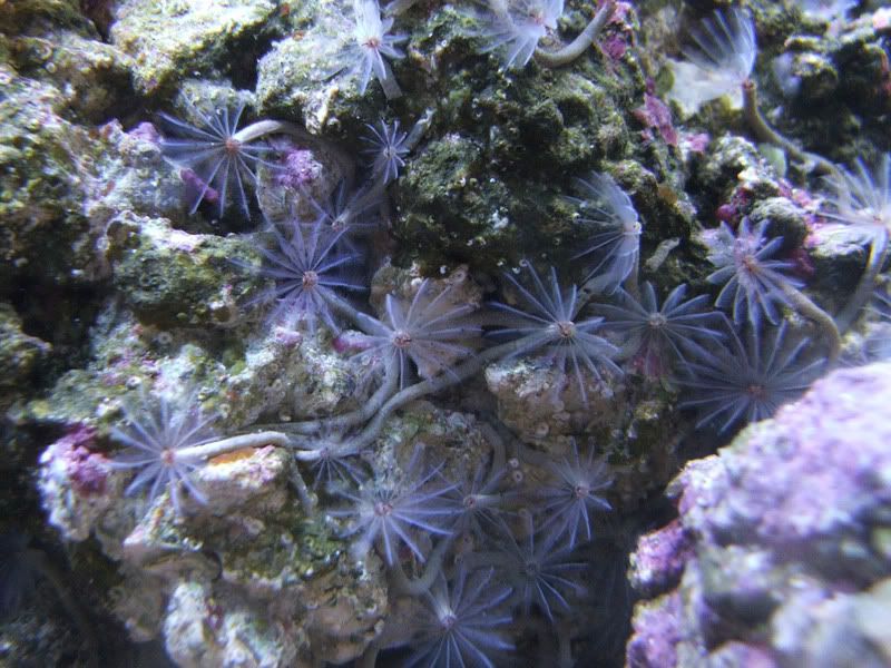 Can somebody ID this? (small colonial feather dusters?) Reef Central